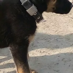 авчарка  немис