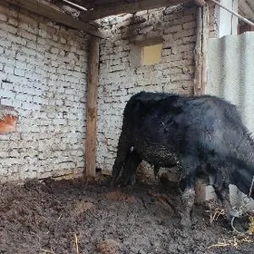 iki öküz iki unajyn