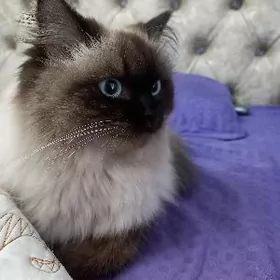 siamskiy pisik yitdi