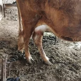 sagylyan goleli sygyr