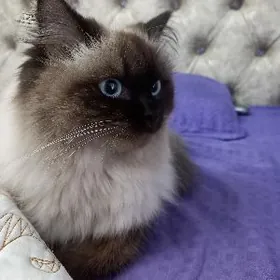 siamskiy pisik yitdi