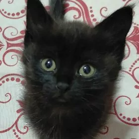 чёрный котёнок