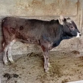 öküz arginal şwes tohum