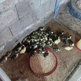 ÖRDEK Juyje Indaudka