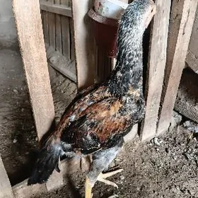 juje horaz towuk per