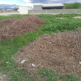 mellek ýer dow gala