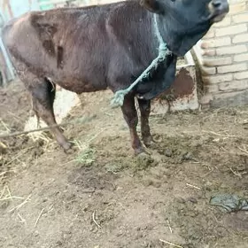 Пародны окуз