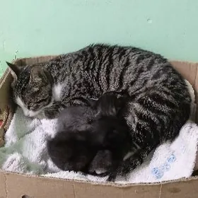 pişik.....катята..