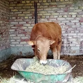 Öküzler Tohum 8 aýlyk 2 sany