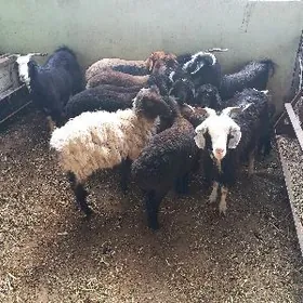 Bakylan Tokgullar Geçiler