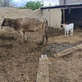 IKI SANY GOLELI SYGYR