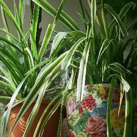 Хлорофитум