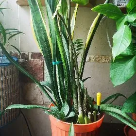 Цветочный сэт