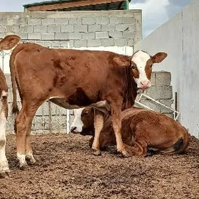 5 SANY SIMENTAL TÜWELER