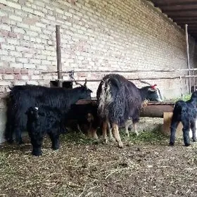 Ekiz Owlakly Geçiler 2 sany