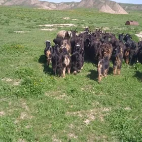 ovlaky geçi guzyly goyun