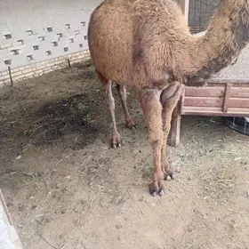 gecen yylky kosekler