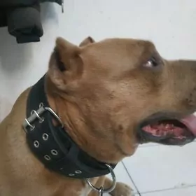 амстаф булли