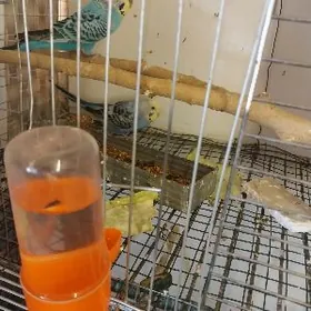 popugay, попугай