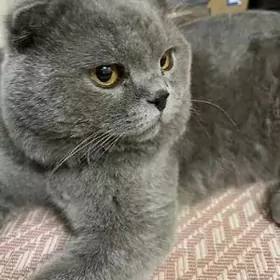 Шотландский