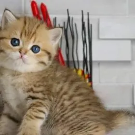 Девочка страйт