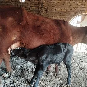 голели  сыгыр