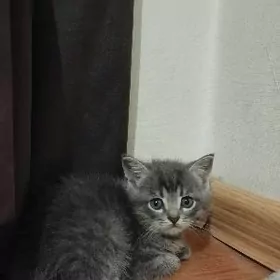 шотландский мальчик