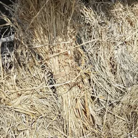 ot Mal ciñirik gowys malyñ oty