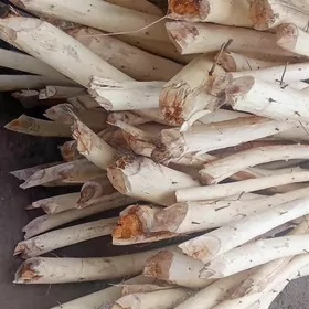 hada agaj bar agaj hada ba