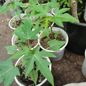 Саженцы Папаи