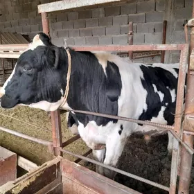 hohum golşteýin öküz