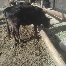 okiz bar 7sany meydan okiz