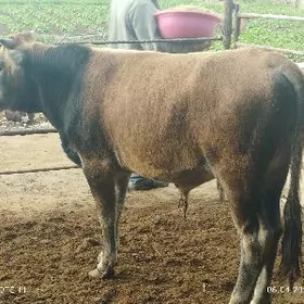 ОКУЗЛЕР ШВЕСТ