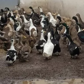 гак-гак ордеклер