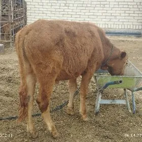 ОКУЗЧЕ КЕЛЕК ПАРОДА