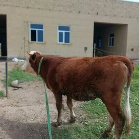 арасса симентал туве