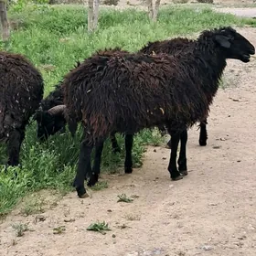 Goyun gara kol issek