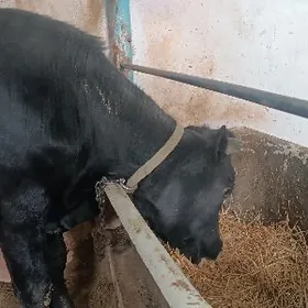 Bakylyp duran Ökizler