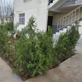 4MKR 2-KOMNAT 3/1-ETAJY+OGOROD N