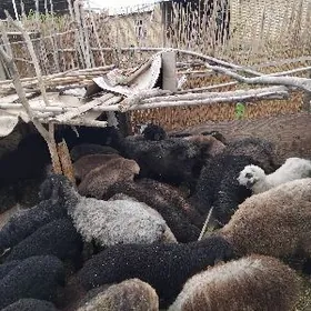 GOYUN TOKLY ISSEK BERRE