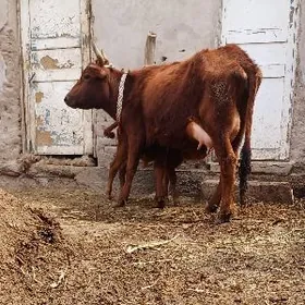 SÜỲDLEK GÖLELI SYGYR PARODA