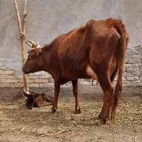 SÜỲDI GOÝYJA GÖLELI SYGYR