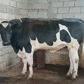 arassa galisdeyin okuz