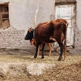 YUWASJA GOLELI SYGYRLAR.