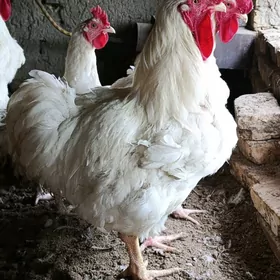 Broýler Horazy weTroýkalar