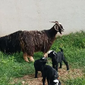 Ekiz owlakly geçiler 3 sany