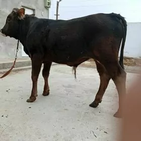 ökiz şwes tohum işda gowy