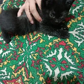 домашний пишик