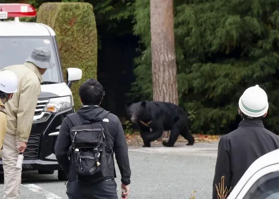 Ýaponiýa adamlara ýetirýän zeleli sebäpli müňlerçe aýylaryň sanyny azaltmakçy