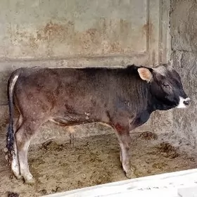 ARGINAL ŞWES ÖKÜZ